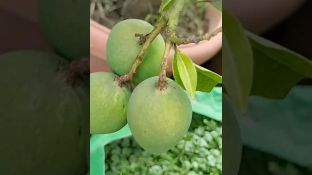 Beautiful garden | beautiful mangoes and papaya garden #viral #shorts #trending #garden #beautiful Beautiful garden | beautiful mangoes and papaya garden #viral #shorts #trending #garden #beautiful