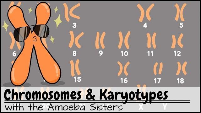 Chromosomes and karyotypes Chromosomes and karyotypes