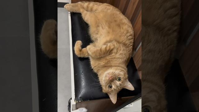 一條貓貓蟲 #cat #寵物 #萌寵 #cutecat #pets 一條貓貓蟲 #cat #寵物 #萌寵 #cutecat #pets