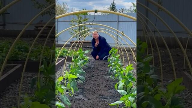 Посадка перцев в грунт. рассада перцев Посадка перцев в грунт. рассада перцев