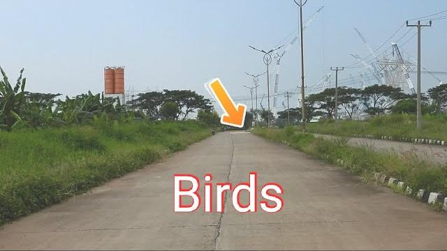 Nikon p1000 zoom test the birds eating rice Nikon p1000 zoom test the birds eating rice