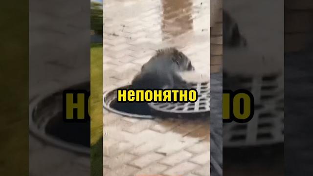 Вирусные видео / енот в канализации Вирусные видео / енот в канализации