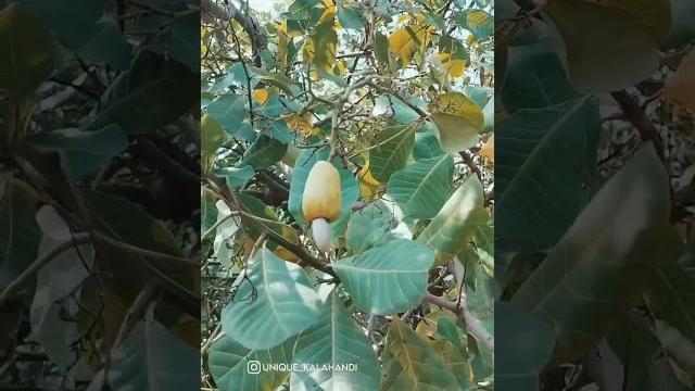 #kaju #tree #viral #shorts #kaju #tree #viral #shorts