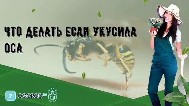 Что делать если укусила оса Что делать если укусила оса