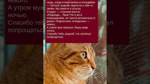История про последнее прощание кота зацените историю: часть №167 История про последнее прощание кота зацените историю: часть №167