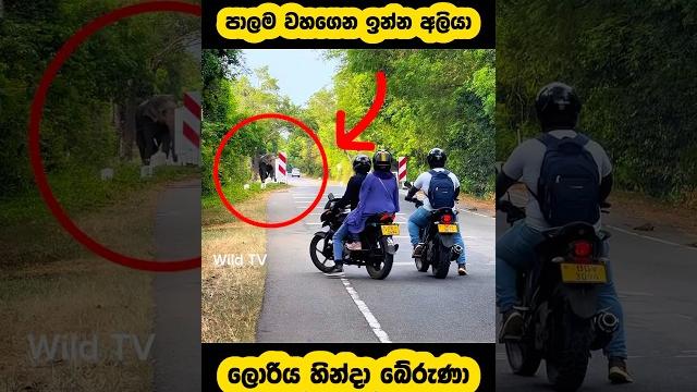 Wild elephant on a bridge and attack🫣#shorts #shortvideo #elephant #attack #tiktok #youtube #news Wild elephant on a bridge and attack🫣#shorts #shortvideo #elephant #attack #tiktok #youtube #news