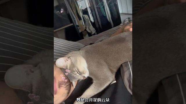 只有小貓咪陪我了 | 阿比西尼亞貓 | 埃及貓 只有小貓咪陪我了 | 阿比西尼亞貓 | 埃及貓