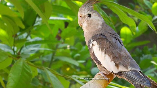 Cockatiel sounds, call songs - white-faced cockatiel (jono) Cockatiel sounds, call songs - white-faced cockatiel (jono)