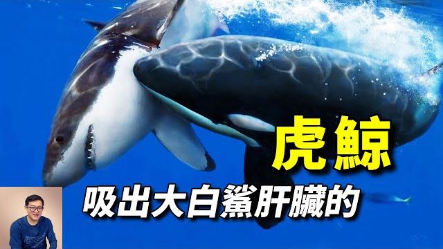 虐殺大白鯊的冷血殺手,卻對人類眉來眼去,虎鯨會產生智慧嗎?【老肉雜談】#動物 #海洋生物 #野生動物 #虎鯨 #orca 虐殺大白鯊的冷血殺手,卻對人類眉來眼去,虎鯨會產生智慧嗎?【老肉雜談】#動物 #海洋生物 #野生動物 #虎鯨 #orca