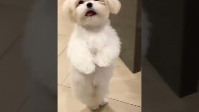 Cute puppy dance Cute puppy dance