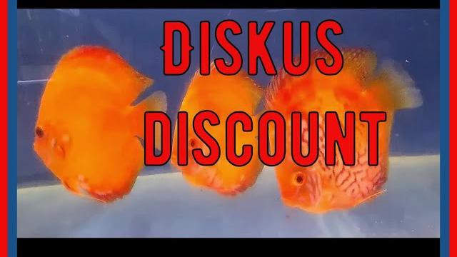 Diskus discount, аквариумисты россии Diskus discount, аквариумисты россии