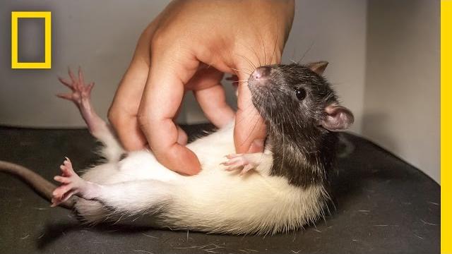 See what happens when you tickle a rat | national geographic See what happens when you tickle a rat | national geographic