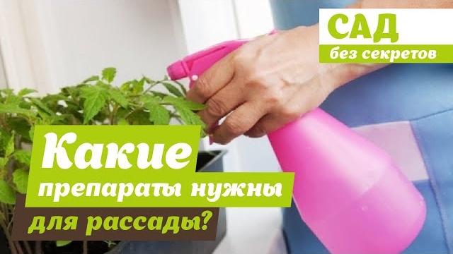 Проверенная подкормка для рассады | самые эффективные препараты для здорового роста рассады Проверенная подкормка для рассады | самые эффективные препараты для здорового роста рассады