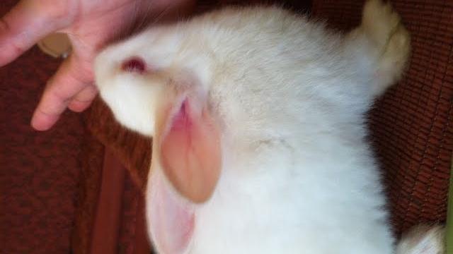 Tiny rabbit Tiny rabbit