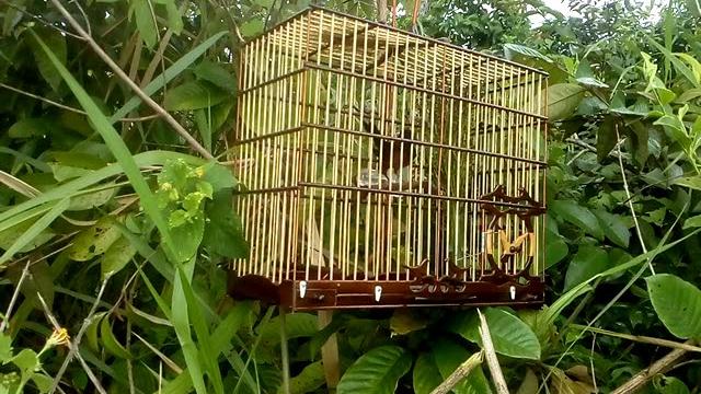 Curió caranbela pegando um pardo 03/02/2019 Curió caranbela pegando um pardo 03/02/2019