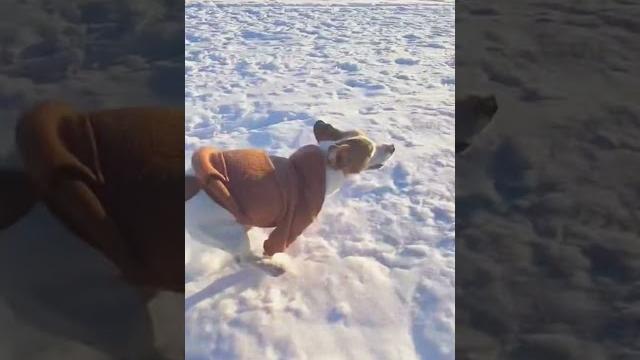 Р-ракета #джекрассел #собака #смешные #funnydogs #funnyvideo #shorts #share #viral #jackrussell Р-ракета #джекрассел #собака #смешные #funnydogs #funnyvideo #shorts #share #viral #jackrussell