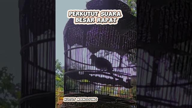 Perkutut suara besar rapat|| #perkutut #perkututlokalgacor #pancinganperkutut #perkututnusantara Perkutut suara besar rapat|| #perkutut #perkututlokalgacor #pancinganperkutut #perkututnusantara