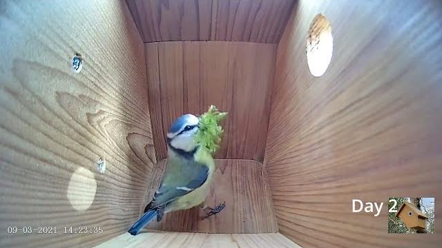 From empty nest to first egg in less than 8 minutes! - bluetit nest box live camera highlights 2021 From empty nest to first egg in less than 8 minutes! - bluetit nest box live camera highlights 2021