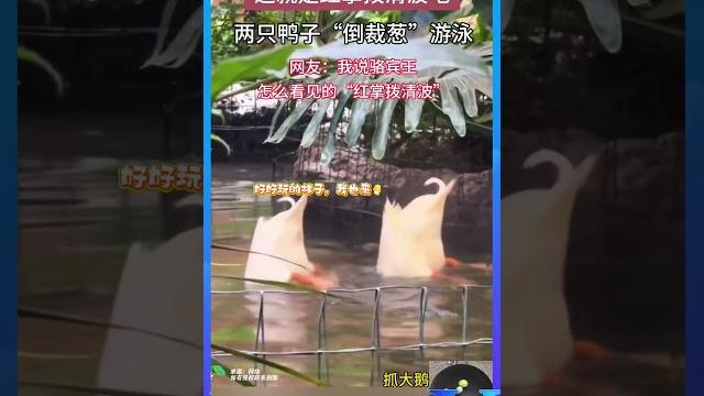 這就是紅掌撥清波吧 兩只鴨子“倒栽蔥”遊水 #shorts 這就是紅掌撥清波吧 兩只鴨子“倒栽蔥”遊水 #shorts
