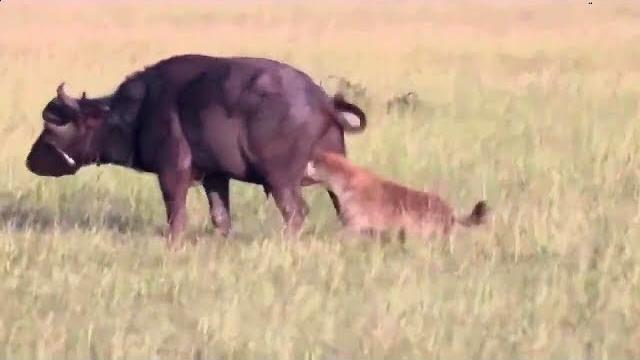Eaten alive. hunting hyenas on a buffalo Eaten alive. hunting hyenas on a buffalo