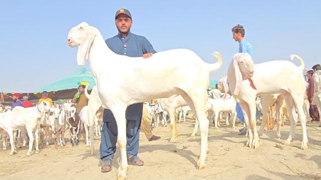 Dera ghazi khan mandi 2025 05 31 ہفتے منڈی bakra eid mandi video pakistan sabir goat farm Dera ghazi khan mandi 2025 05 31 ہفتے منڈی bakra eid mandi video pakistan sabir goat farm