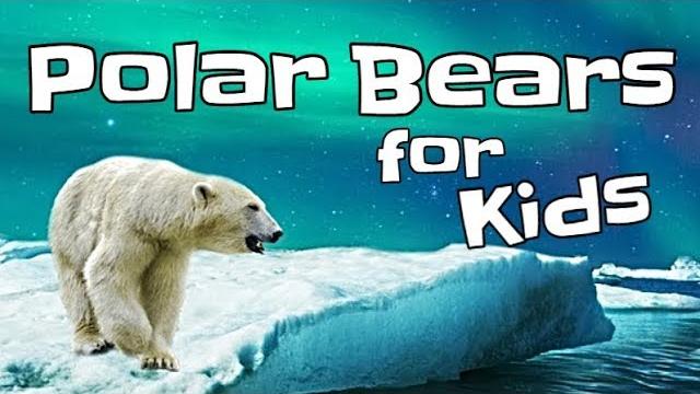 Polar bears for kids Polar bears for kids