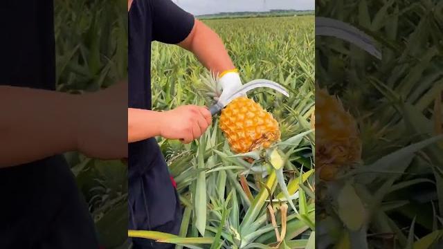 Pineapple so fresh and sweet - for fruit lovers Pineapple so fresh and sweet - for fruit lovers