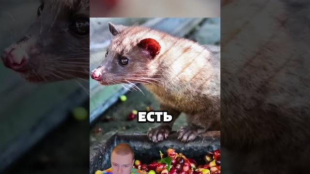 Кофе из какашек Кофе из какашек