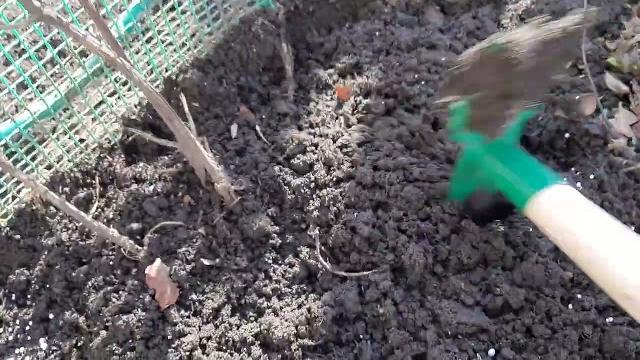 Уход и подкормка клематисов ранней весной. Уход и подкормка клематисов ранней весной.