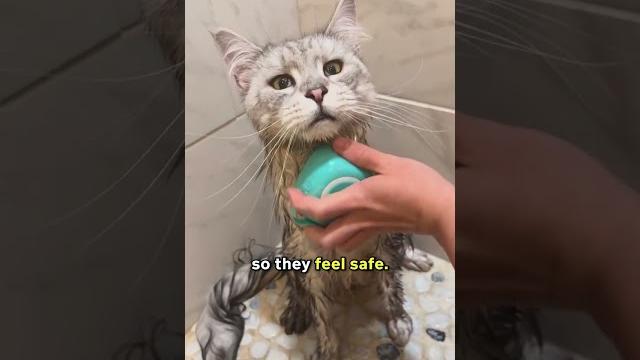 How to bathe a cat without drama How to bathe a cat without drama