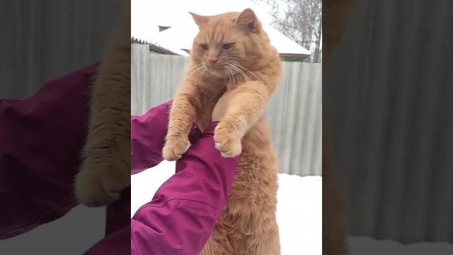 Наташа, ты достойна лучшего!#cat #кот #cute #shots #подпишись #trending #юмор #тренды #наташа Наташа, ты достойна лучшего!#cat #кот #cute #shots #подпишись #trending #юмор #тренды #наташа