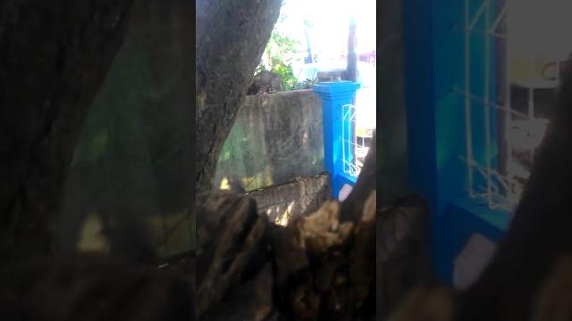 Parah!!mesum di bawah pohon Parah!!mesum di bawah pohon