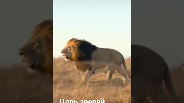 Царь зверей Царь зверей