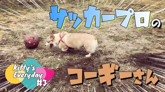 キティさんの日常#3 気になること… キティさんの日常#3 気になること…