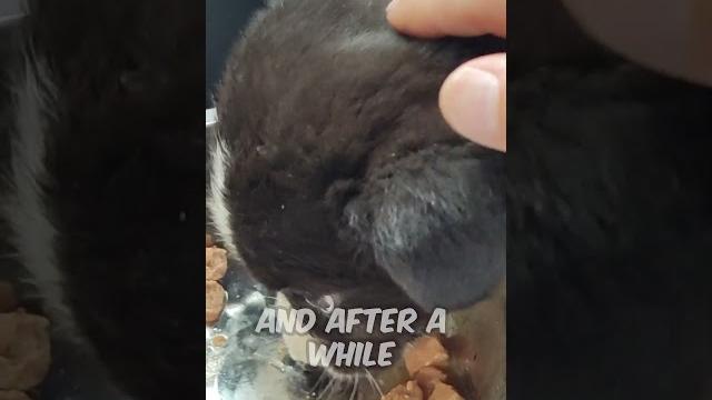 Baby puppy was abandoned in the woods Baby puppy was abandoned in the woods
