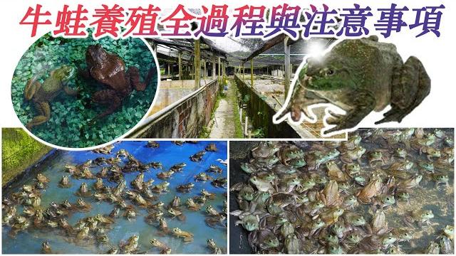 【魚老豆】牛蛙養殖全過程!養殖牛蛙的注意事項!馬來西亞怡保唯一一家牛蛙養殖場 【魚老豆】牛蛙養殖全過程!養殖牛蛙的注意事項!馬來西亞怡保唯一一家牛蛙養殖場