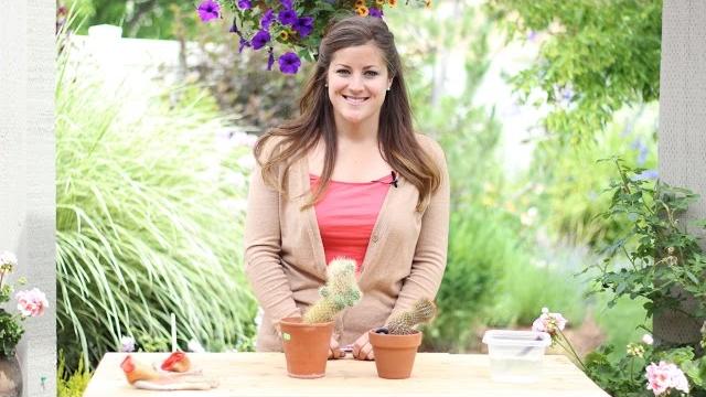 How to root a cactus How to root a cactus