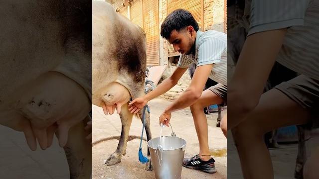 Subscribe me #shortvideo #youtubeshorts #milkman Subscribe me #shortvideo #youtubeshorts #milkman