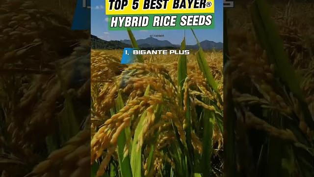 Top 5 best bayer hybrid rice seeds | #bayer #agriculturefarming #agriculture #biganteplus #rice Top 5 best bayer hybrid rice seeds | #bayer #agriculturefarming #agriculture #biganteplus #rice