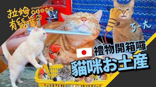 大阪來開箱!神奇貓舌頭梳 不愛梳毛的主子也愛翻了|拉姆有幾噗 大阪來開箱!神奇貓舌頭梳 不愛梳毛的主子也愛翻了|拉姆有幾噗