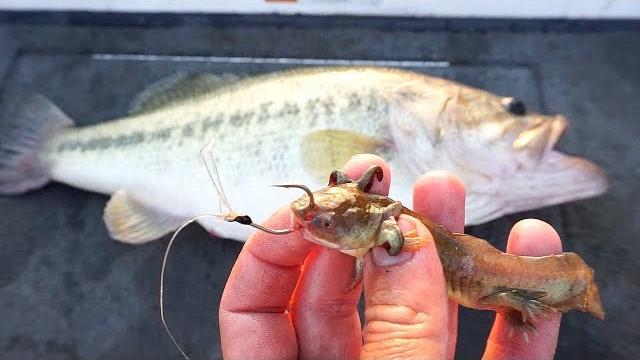 Fishing w/ live lizards for giant bass!!! (bed fishing) Fishing w/ live lizards for giant bass!!! (bed fishing)