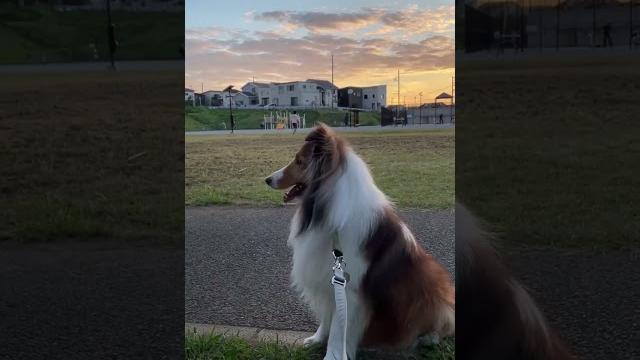 夕焼けシェルティ 〜今日も暮れてゆく 何気ない毎日に感謝 夕焼けシェルティ 〜今日も暮れてゆく 何気ない毎日に感謝
