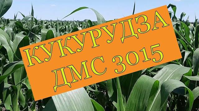 Обзор кукурудзи дмс 3015 Обзор кукурудзи дмс 3015