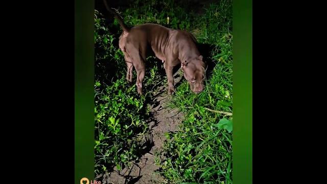 Docile pit bull #lekthebestkennel Docile pit bull #lekthebestkennel