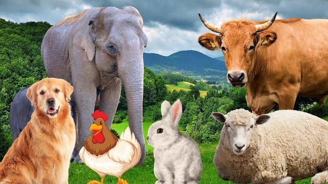 Farm animal sounds - cow, sheep, cat, dog, chicken - animal moments Farm animal sounds - cow, sheep, cat, dog, chicken - animal moments