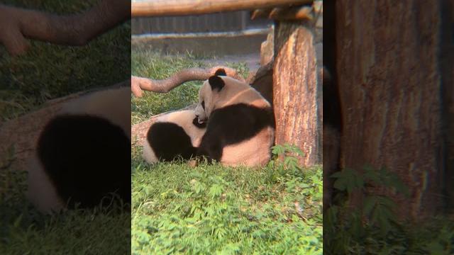 渝爱在喝奶,妈妈在舔舐她的耳朵,母爱已经溢出屏幕了! #大熊貓 #panda 渝爱在喝奶,妈妈在舔舐她的耳朵,母爱已经溢出屏幕了! #大熊貓 #panda