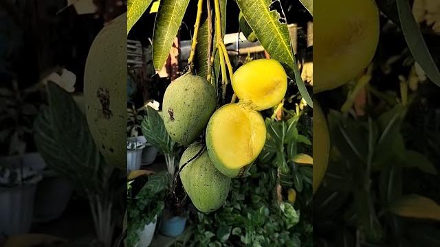 Naked mango!!! mangga telanjang!!! mantap!!!! Naked mango!!! mangga telanjang!!! mantap!!!!