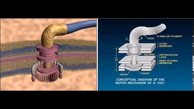 Evolution of the flagellum Evolution of the flagellum