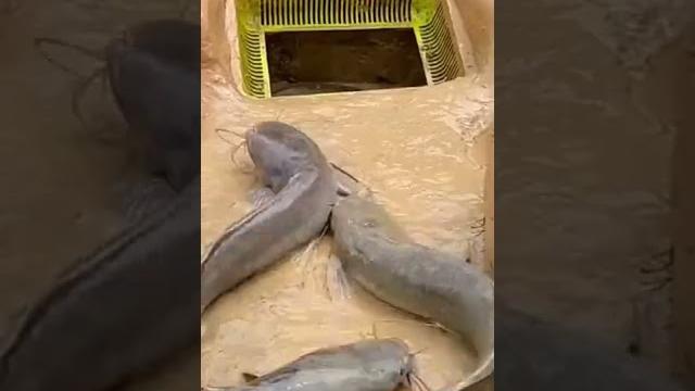 Mangura fish#hunting Mangura fish#hunting