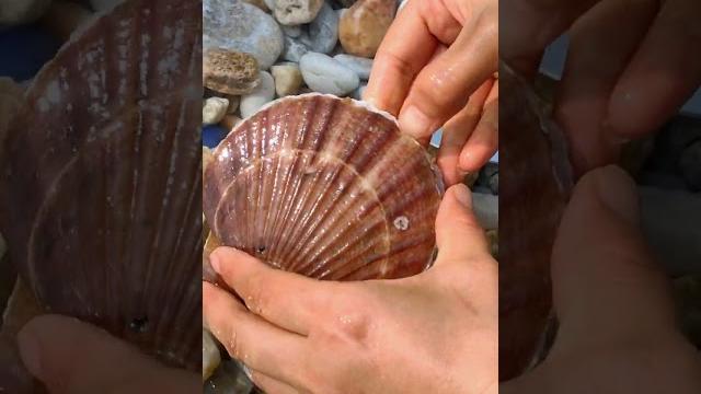 The golden pearl of the arctic sea scallop The golden pearl of the arctic sea scallop